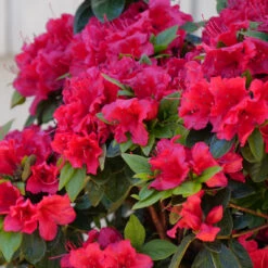 Perfecto Mundo® Red Reblooming Azalea -Great Garden Plants Sales Store azalea perfecto mundo red 2