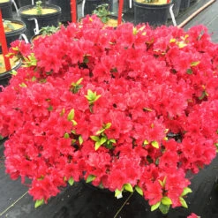 Perfecto Mundo® Red Reblooming Azalea -Great Garden Plants Sales Store azalea perfecto mundo red 3
