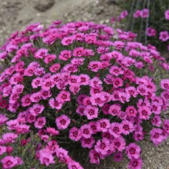 'Paint The Town Fancy' Dianthus 7 'Paint The Town Fancy' Dianthus -Great Garden Plants Sales Store b1150cc6e8b059233027611e8adf4cc3