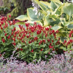 'Apple Slices' Spigelia -Great Garden Plants Sales Store b4f50afe9849e0d9a8d9551c6131e718