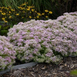 Rock 'N Round™ 'Pure Joy' Stonecrop -Great Garden Plants Sales Store b5bcd667164be833e564ec669ea9f3be