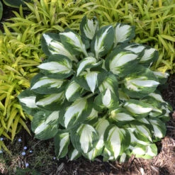 'Vulcan' Hosta -Great Garden Plants Sales Store b6296beeb1b63d63e1c4d167f587123f