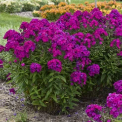 Luminary™ 'Ultraviolet' Tall Garden Phlox -Great Garden Plants Sales Store b941ba522654a80039731c70e4ca9f81
