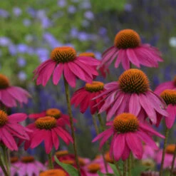 PowWow® Wild Berry Coneflower -Great Garden Plants Sales Store b99ddca663cd1a150144778b6146cfd9