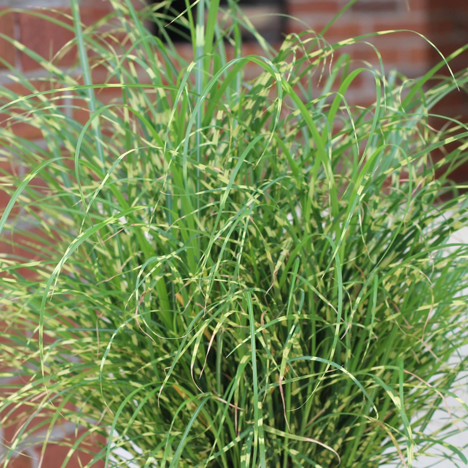 'Bandwidth' Maiden Grass 2 'Bandwidth' Maiden Grass - Image 2