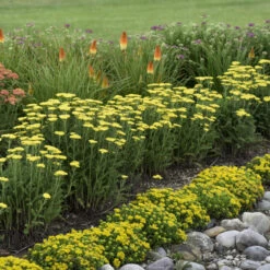 'Firefly Sunshine' Yarrow 8 'Firefly Sunshine' Yarrow -Great Garden Plants Sales Store bc41150f70906a678e5addf4b28d43bc