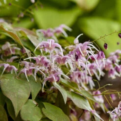 'Pretty In Pink' Barrenwort -Great Garden Plants Sales Store bd87b077e5011e0bc3f3d3de9dccecdc