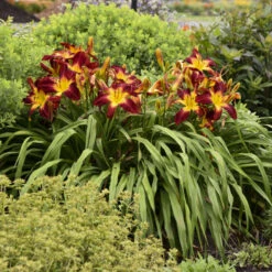 Rainbow Rhythm® 'Ruby Spider' Daylily -Great Garden Plants Sales Store be1d5040b93ab3c3d17912438725ba88