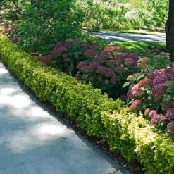 Sunjoy® Citrus Barberry -Great Garden Plants Sales Store berberis sunjoy citrus barberry 4