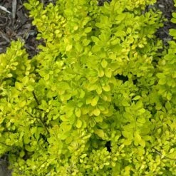 Sunjoy® Citrus Barberry -Great Garden Plants Sales Store berberis sunjoy citrus barberry 6