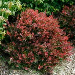Sunjoy® Mini Salsa Barberry -Great Garden Plants Sales Store berberis sunjoy mini salsa barberry 3