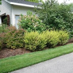 Cesky Gold® Dwarf Birch -Great Garden Plants Sales Store betula cesky gold 1 P sw