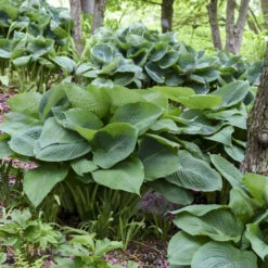 'Big Daddy' Hosta