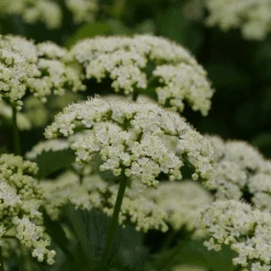 Blue Muffin® Arrowwood Viburnum -Great Garden Plants Sales Store bluemuffin2