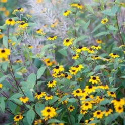 Brown-Eyed Susan (Rudbeckia) 5 Brown-Eyed Susan (Rudbeckia) -Great Garden Plants Sales Store brown eyed susan 3