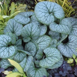 'Jack Frost' Siberian Bugloss -Great Garden Plants Sales Store brunnera jack frost 2
