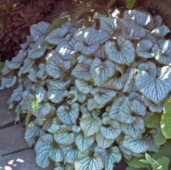 'Jack Frost' Siberian Bugloss -Great Garden Plants Sales Store brunnera jack frost 5