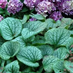 'Jack Frost' Siberian Bugloss -Great Garden Plants Sales Store brunnera jack frost 6