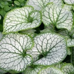 'Jack Frost' Siberian Bugloss -Great Garden Plants Sales Store brunnera jack frost 7