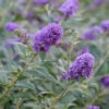 Lo & Behold® 'Blue Chip' Butterfly Bush