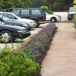 Lo & Behold® 'Blue Chip' Butterfly Bush 11 Lo & Behold® 'Blue Chip' Butterfly Bush -Great Garden Plants Sales Store buddleia lo behold blue chip 2 P
