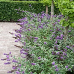 Lo & Behold® 'Blue Chip' Butterfly Bush 12 Lo & Behold® 'Blue Chip' Butterfly Bush -Great Garden Plants Sales Store buddleia lo behold blue chip 6 P