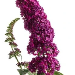 'Miss Molly' Butterfly Bush 10 'Miss Molly' Butterfly Bush -Great Garden Plants Sales Store buddleia miss molly butterfly bush 2