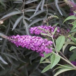 'Miss Ruby' Butterfly Bush 10 'Miss Ruby' Butterfly Bush -Great Garden Plants Sales Store buddleia miss ruby 4 P
