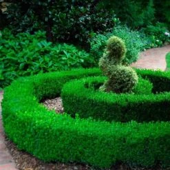 'Green Velvet' Boxwood