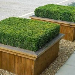 'Green Velvet' Boxwood -Great Garden Plants Sales Store buxus green velvet boxwood 4 sw