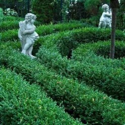 'Green Velvet' Boxwood -Great Garden Plants Sales Store buxus green velvet boxwood 5 sw