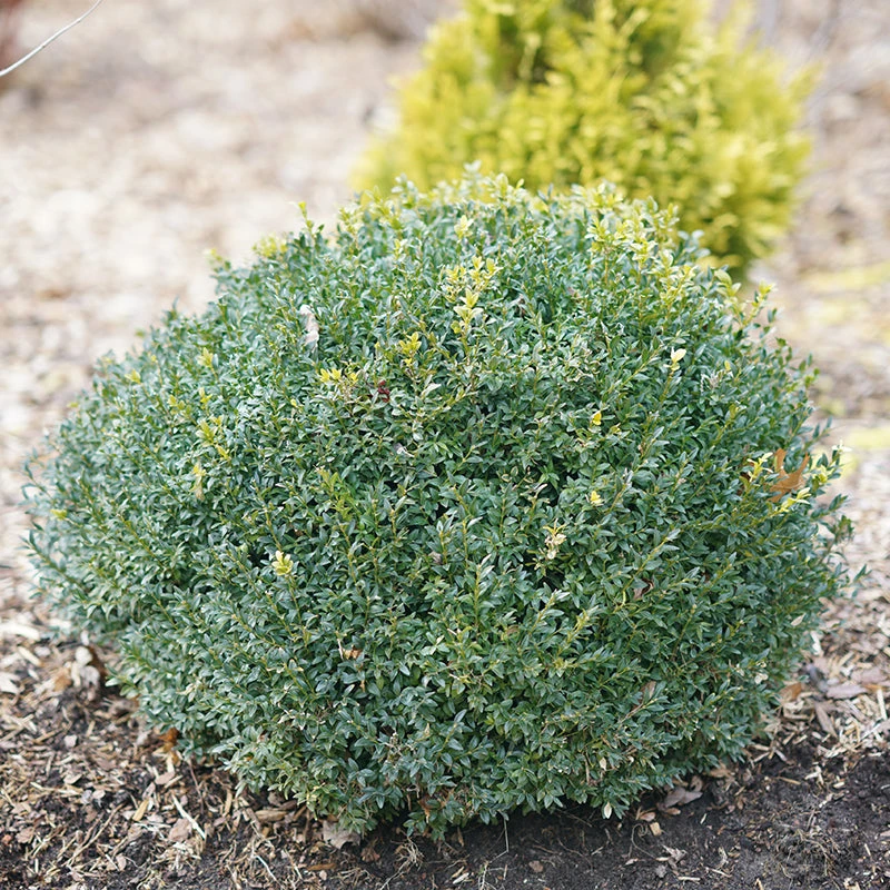 North Star® Boxwood 3 North Star® Boxwood - Image 3
