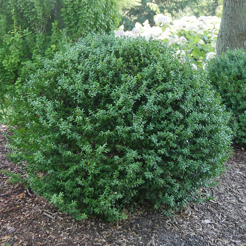 North Star® Boxwood 1 North Star® Boxwood