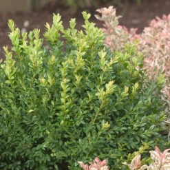 North Star® Boxwood 8 North Star® Boxwood -Great Garden Plants Sales Store buxus north star 4