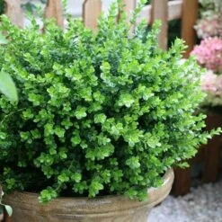 Sprinter® Boxwood -Great Garden Plants Sales Store buxus sprinter boxwood 2