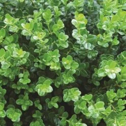 Sprinter® Boxwood -Great Garden Plants Sales Store buxus sprinter boxwood 5