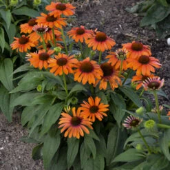 Color Coded™ 'Orange You Awesome' Coneflower -Great Garden Plants Sales Store c54e5321f196c5503f4a0283b86ec6c7