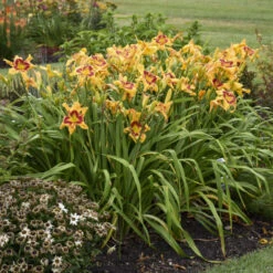 Rainbow Rhythm® 'Tiger Swirl' Daylily -Great Garden Plants Sales Store ca7538716e1824a1bce7d6e6229ae043