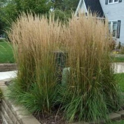 'Karl Foerster' Feather Reed Grass -Great Garden Plants Sales Store calamagrostis karl foerster feather reed grass 3 sw