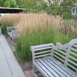 'Karl Foerster' Feather Reed Grass -Great Garden Plants Sales Store calamagrostis karl foerster feather reed grass 6 sw