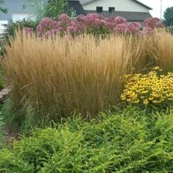 'Karl Foerster' Feather Reed Grass -Great Garden Plants Sales Store calamagrostis karl foerster feather reed grass 8 sw