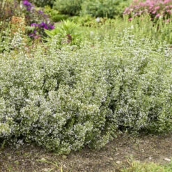 Calamint -Great Garden Plants Sales Store calamint catmint