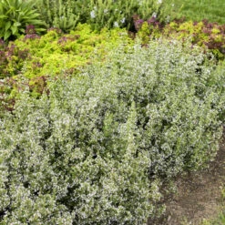 Calamint -Great Garden Plants Sales Store calamint catmint 4