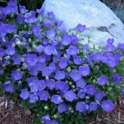 'Rapido Blue' Bellflower -Great Garden Plants Sales Store campanula rapido blue 1