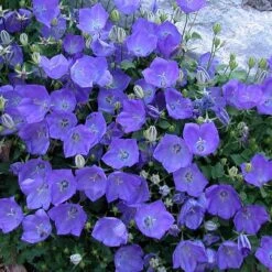 'Rapido Blue' Bellflower -Great Garden Plants Sales Store campanula rapido blue 2