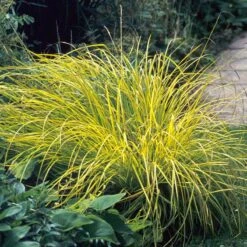 'Bowles Golden' Sedge -Great Garden Plants Sales Store carex bowles golden 3
