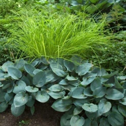 'Bowles Golden' Sedge -Great Garden Plants Sales Store carex bowles golden 4