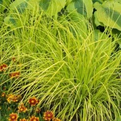 'Bowles Golden' Sedge -Great Garden Plants Sales Store carex bowles golden 5