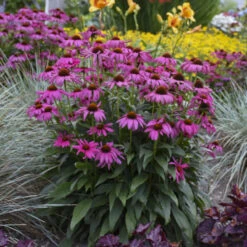 'Purple Emperor' Coneflower 5 'Purple Emperor' Coneflower -Great Garden Plants Sales Store cceea3f0f81c56f7094f90475b0e60e8