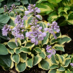 'Mini Skirt' Hosta -Great Garden Plants Sales Store cd02831323a883976c9dc71c4e164c72